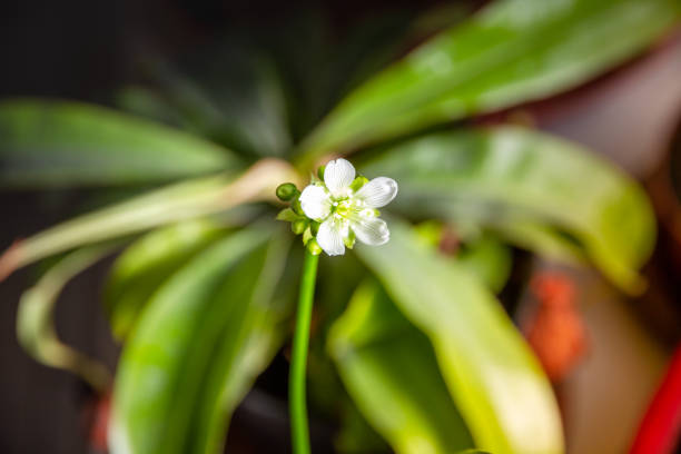 Venus flytrap carnivorous plant flower. Dionaea muscipula close-up view