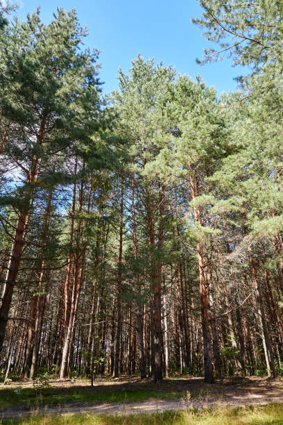 istock Summer green pine forest with high trees in a sunny day 1271880047