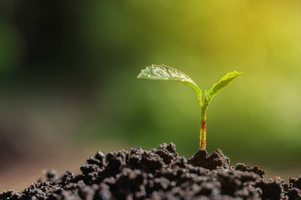 Seedlings Seedlings on natural blurred background origins stock pictures, royalty-free photos & images