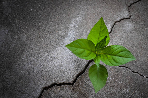 istock Young tree plant growing through the cracked concrete floor 1271881241