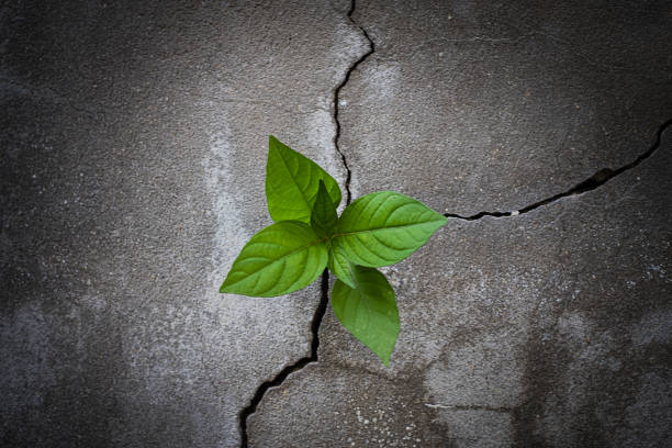 Young tree plant growing through the cracked concrete floor