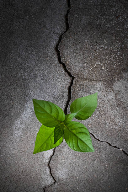 istock Young tree plant growing through the cracked concrete floor 1271881243