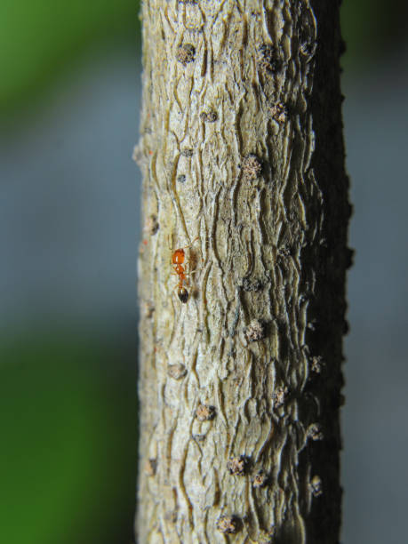 istock small Red ant climbing on a tree macro photography 1271881952