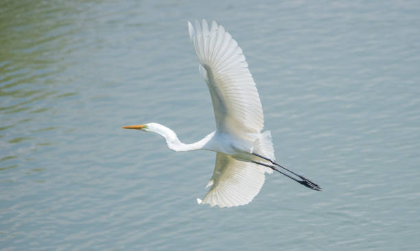 istock Great Egret, Rajakamangalam, Tamil Nadu 1271882557