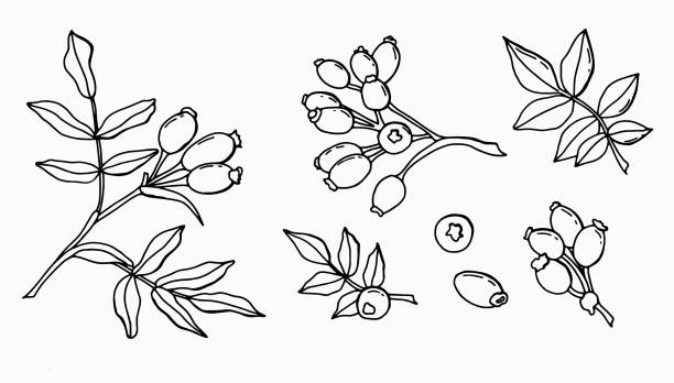 doodle satz von hagebutten. sprig, blätter, beeren einer erdbeere. - hagebutte stock-grafiken, -clipart, -cartoons und -symbole