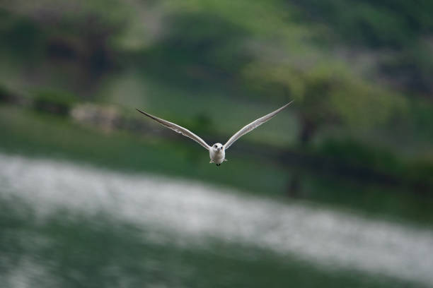 istock River Tern, Kanyakumari, Tamil Nadu 1271884176