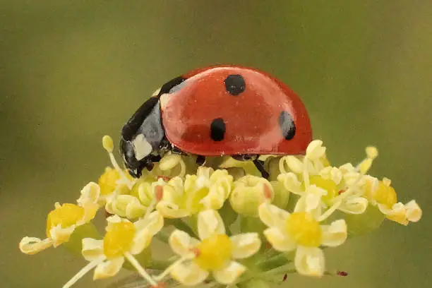 Coccinella septempunctata on unidentified plant