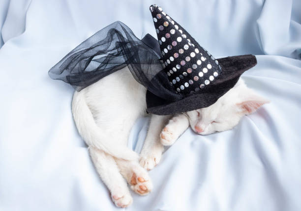 istock White little sleeping cat under a witch's hat. The concept of Halloween 1271885691