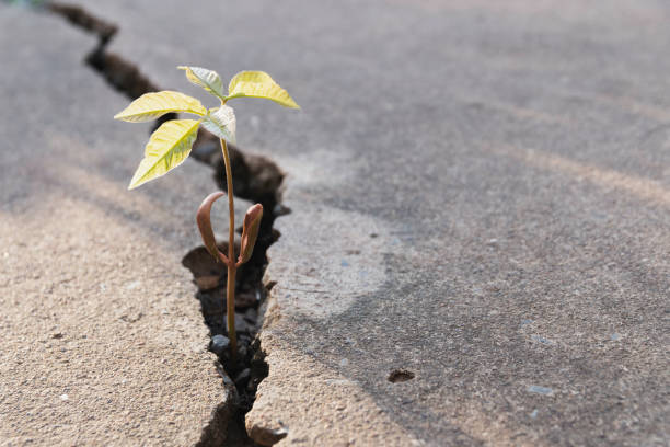 istock Plant floor up crack growing concept. 1271885715