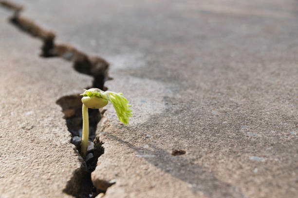 istock Plant floor up crack growing concept. 1271885735