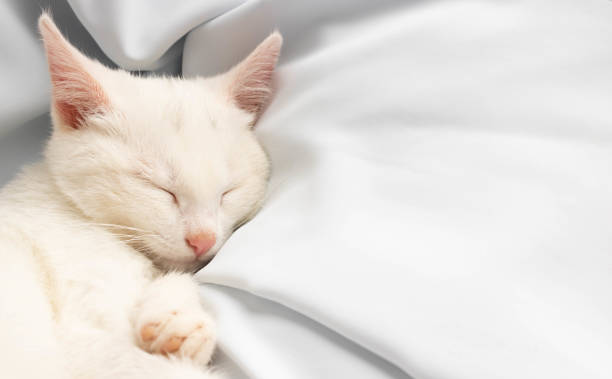 istock A small white kitten sleeps on a white soft cloth. Space for your text 1271885777
