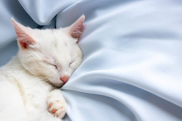 istock A small white kitten is sleeping on a blue soft cloth. Space for your text 1271885873