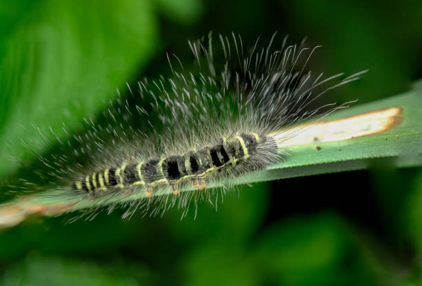 istock Caterpillars on green leaves 1271886481