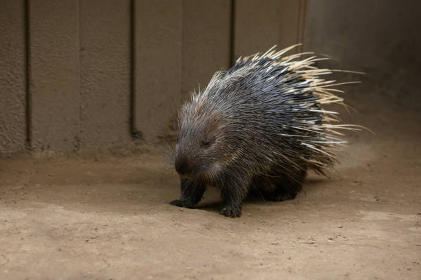 istock porcupine in the ground 1271886593
