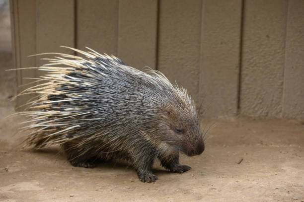 istock porcupine in the ground 1271886600