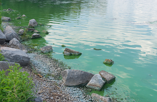 Rocky Dnipro riverside in center of the same name city covered with green slush of cyanobacterias as a result of phytoplankton evolution in hot seasons