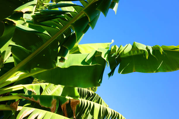 istock banana plant leaves 1271887845
