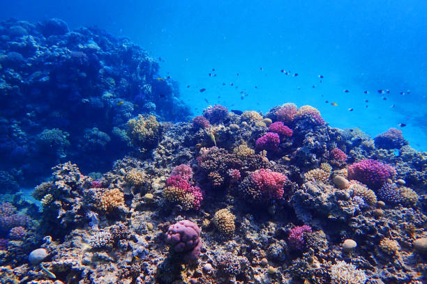 istock coral reef in Egypt 1271887912