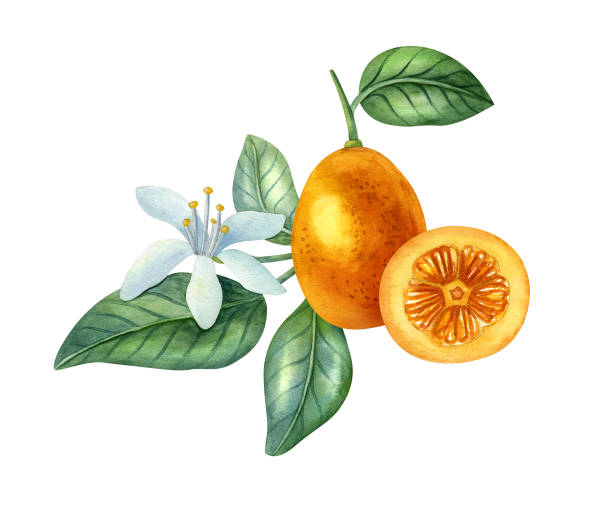 Watercolor bright color illustration Watercolor fruit composition with kumquat, flower and leaves. Bright illustration of healthy fresh food. Ideal for greeting card, invitation, banner, poster. kumquat stock illustrations