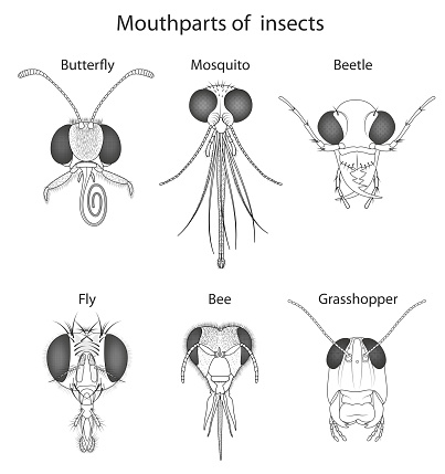 The head in most insects is enclosed in a hard, heavily sclerotized, exoskeletal head capsule.
The head capsule bears most of the main sensory organs, including the antennae, ocelli, and the compound eyes. It also bears the mouthparts.