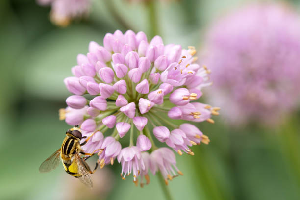 tête de fleur d’une fleur d’allium (allium lusitanicum) et d’un hornet imitent l’aéroglisseur (volucella zonaria). - insect fly animal eye single flower photos et images de collection