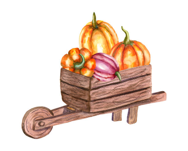 Watercolor hand-drawn pumpkins in a wooden wheelbarrow, truck for pumpkin patch, farm, market Watercolor hand-drawn pumpkins in a wooden wheelbarrow, truck for pumpkin patch, farm, market, or thanksgiving day. Stock autumn illustration isolated on a white background. pumpkin patch watercolor stock illustrations