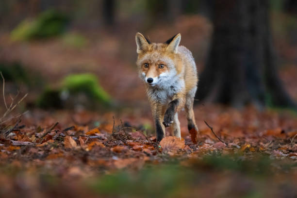 istock Red fox in the forest running directly to the camera. Autumn forest with wild beast 1271893467