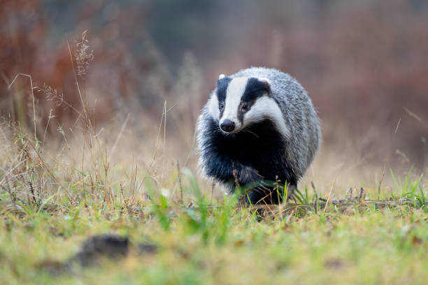 Running badger on green grass from the front view. Closeup detail to wild animal. Meles meles. stock photo