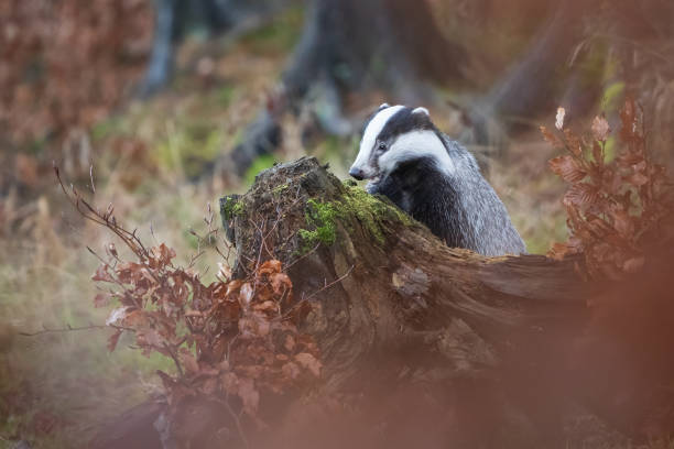 istock European badger behind tree trink with moss in autumn 1271893515