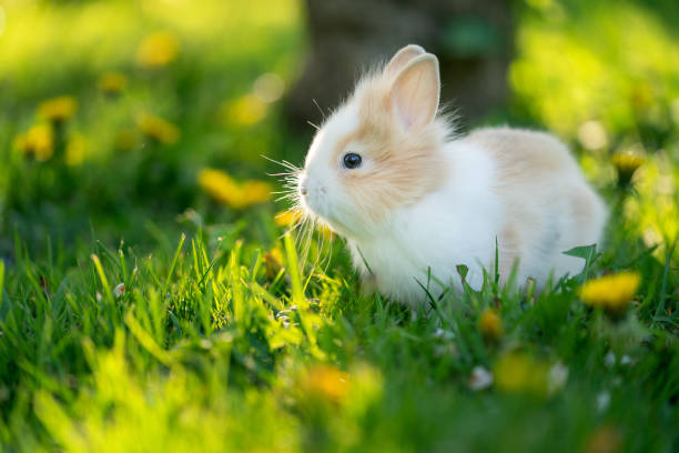 Spotted rabbit in sunlight at the green grass on the garden stock photo