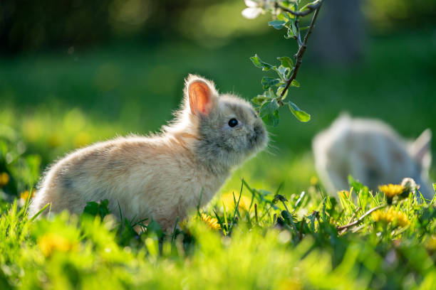 istock Babby rabbit sniffing to the tree branch on the garden 1271893659