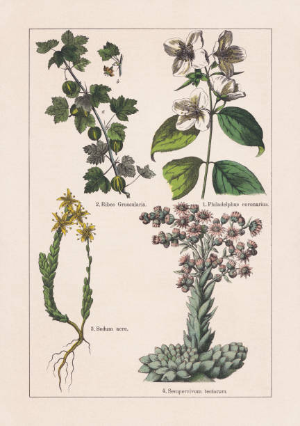 illustrazioni stock, clip art, cartoni animati e icone di tendenza di magnoliids, hydrangeaceae, crassulaceae, chromolithograph, pubblicato nel 1895 - pink pepper illustrations