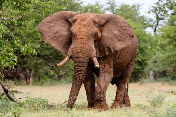 istock Elephant in the Kruger National Park 1271894298