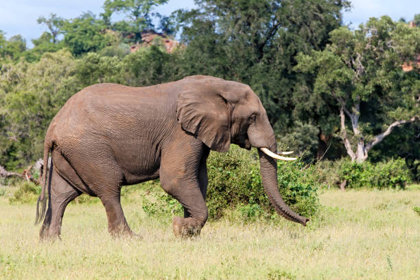 istock Elephant in the Kruger National Park 1271894454