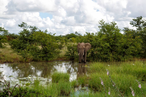 istock Elephant in the Kruger National Park 1271894483