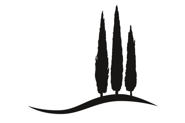 three isolated mediterranean vector cypress trees icon logo silhouette vector art illustration