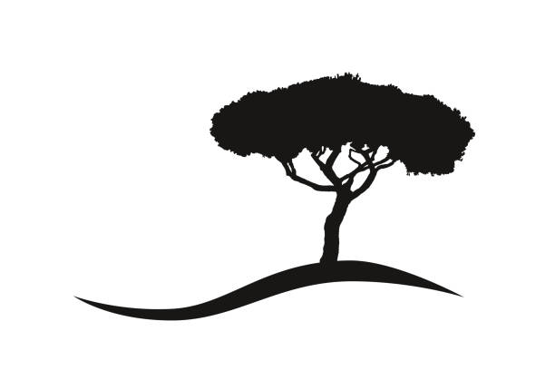 illustrazioni stock, clip art, cartoni animati e icone di tendenza di isolato mediterraneo vettore ombrello icona logo logo silhouette su una collina - pino domestico