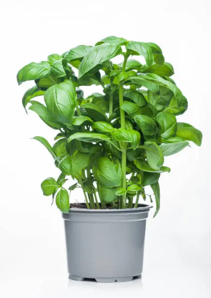 Photo of Fresh raw organic basil plant in bucket on white background.