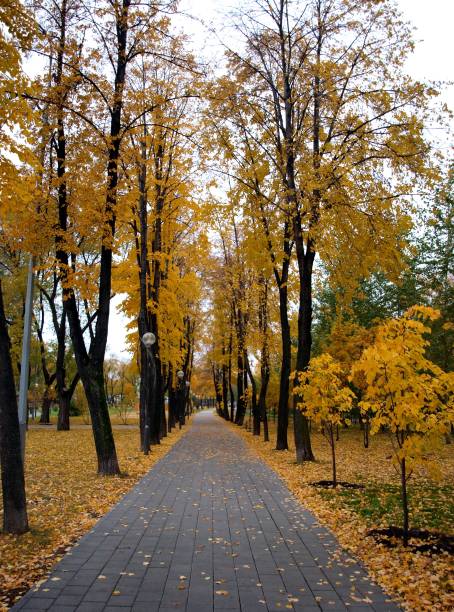 istock autumn in the park 1271896632
