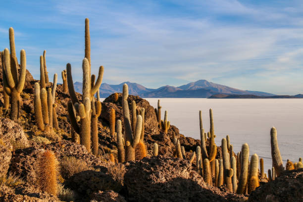 istock Desert landscape with cactus at Salar de Uyuni 1271897992