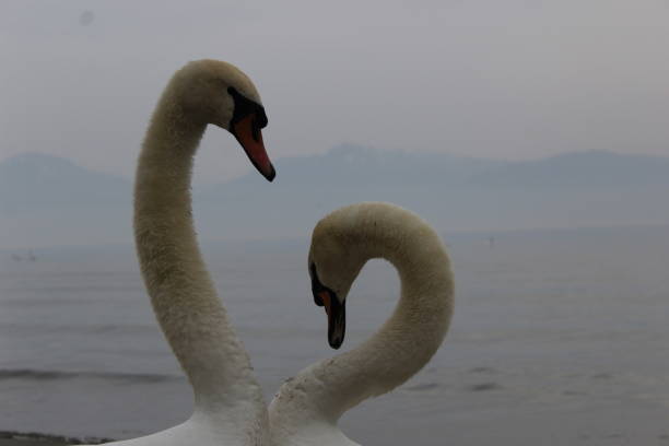 Courting swans at sunset in spring
