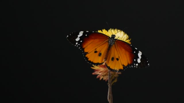 Tiger butterfly on yellow flower