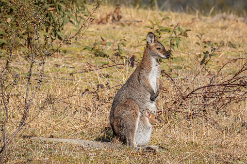 Red-necked Wallaby and joey at Tidbinbilla Nature Reserve, ACT on a winter morning in August 2020