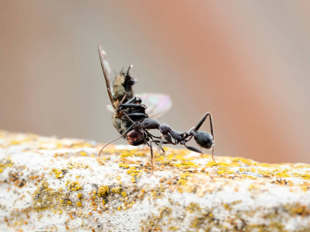 istock black ant carrying a dead fly with its mouth 1271899820
