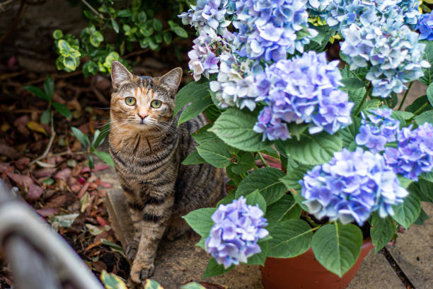 istock The Cats of London 1271902977