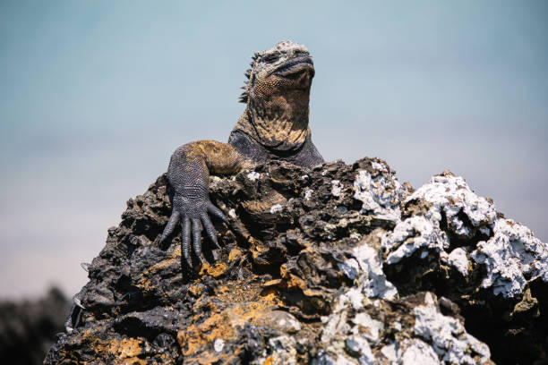 istock Galapagos marine iguana, Tintoreras 1271904824