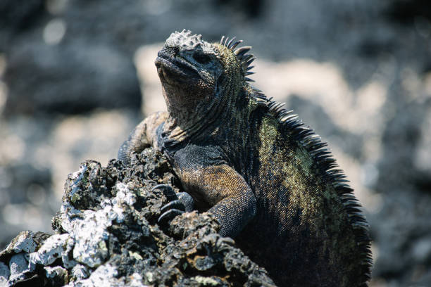 istock dragon-like Galapagos marine iguana, Tintoreras 1271904826
