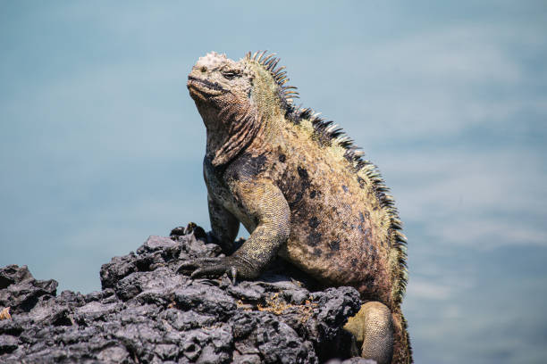 istock Galapagos marine iguana, Tintoreras 1271904853