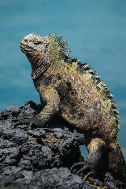 istock Galapagos marine iguana, Tintoreras 1271904858