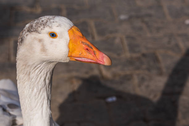 A grand goose close up on the grass in the city